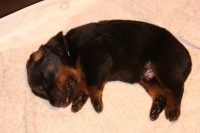 /album/pups/a2e-nestje-dag-11-002-jpg/